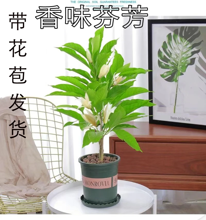 白兰花盆栽带花苞白玉兰花树苗种植四季开花浓香型黄角兰好养花卉