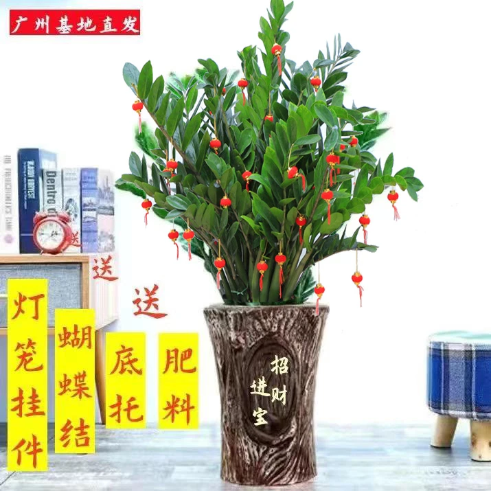 金钱树大棵盆栽招财大型绿植乔迁开业送礼钱串子办公室吸甲醛植物