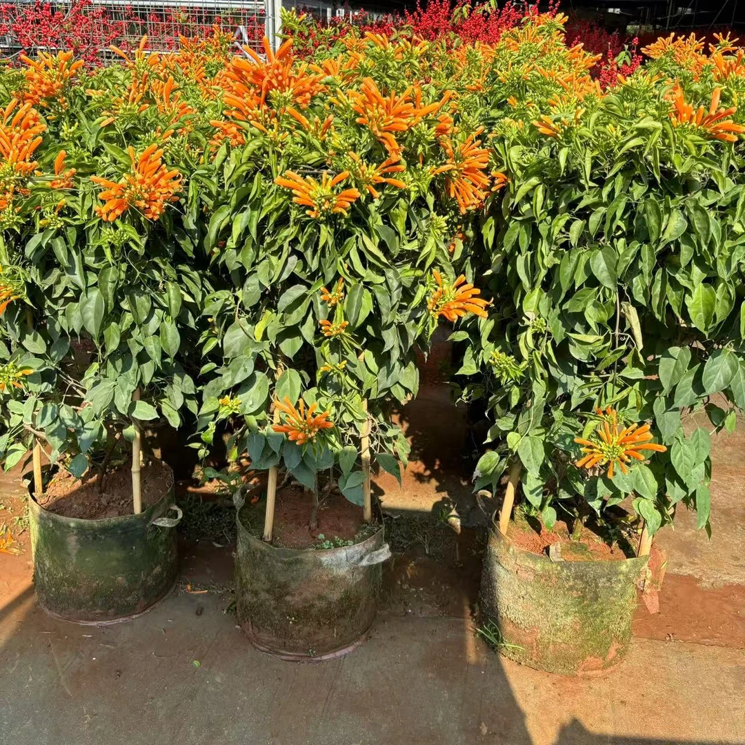 炮仗花盆栽阳台攀爬藤植物鞭炮花攀援花卉阳台庭院黄鳝藤工程绿化