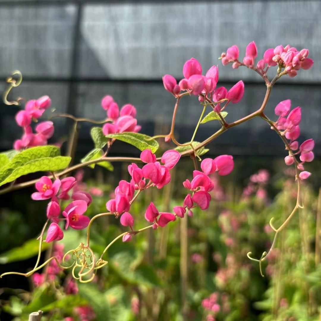 珊瑚藤盆栽大带花苞凤冠宝石花庭院围墙爬藤花卉花架拱门耐热耐寒