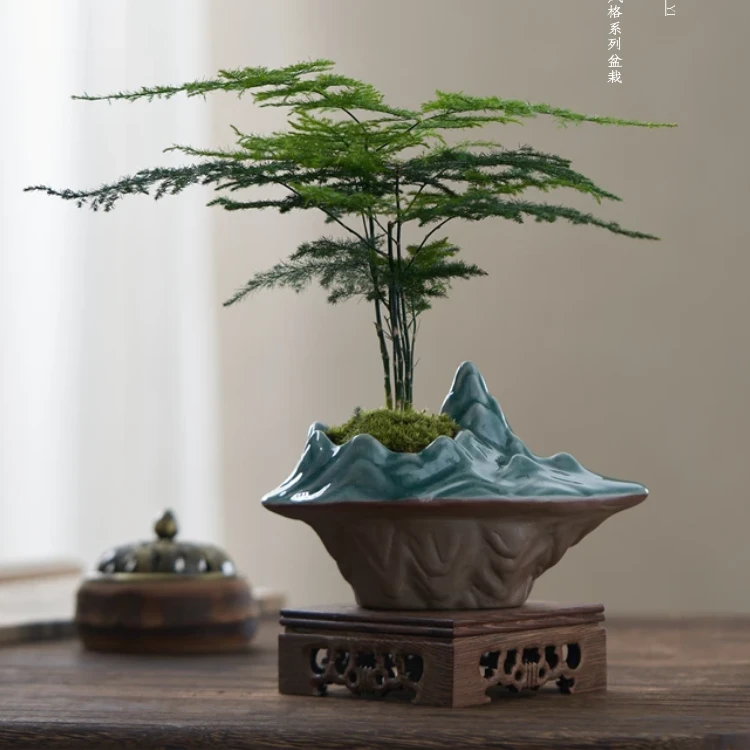 中式禅意文竹盆栽植物室内水培植物花客厅办公室好养桌面盆景
