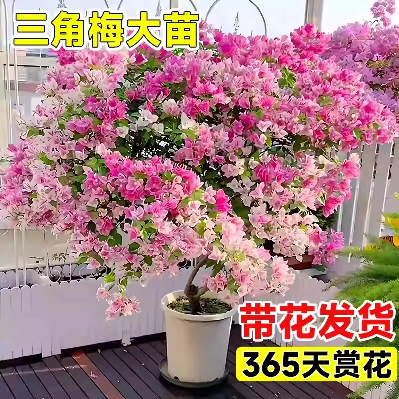 三角梅花树苗三角梅盆栽带花垂丝老桩特大苗阳台爬藤重瓣四季开花