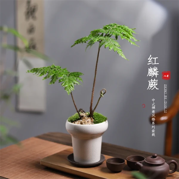 红鳞蕨苔藓球小盆栽水养植物办公室客厅禅意绿植室内好养活小盆景