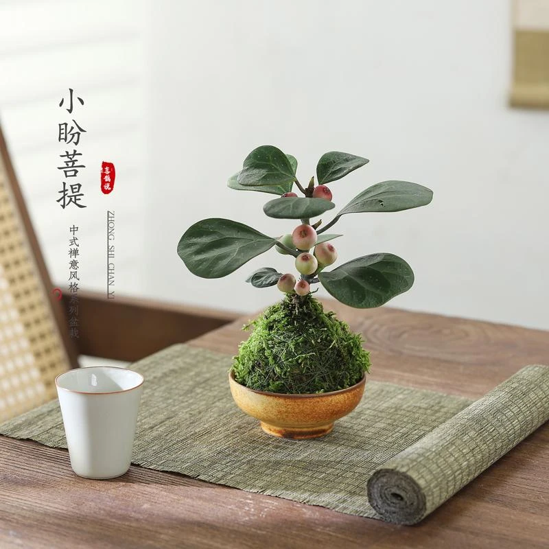 禅意小盼菩提树盆栽植物室内桌面四季客厅观叶办公室绿植好养盆景