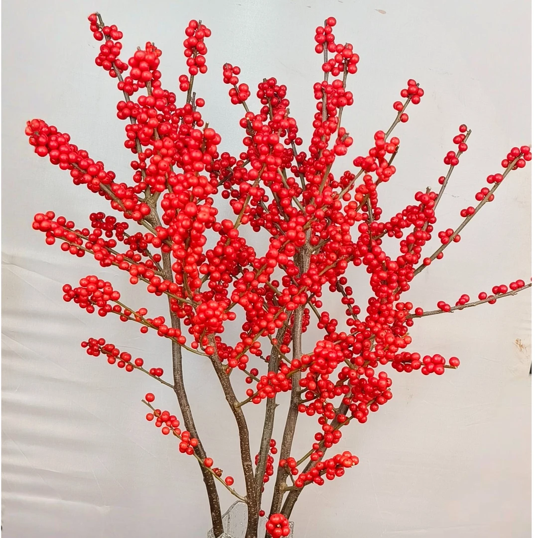 （十三妹专属）A级 北美冬青鲜切枝年宵花80CM  5枝装