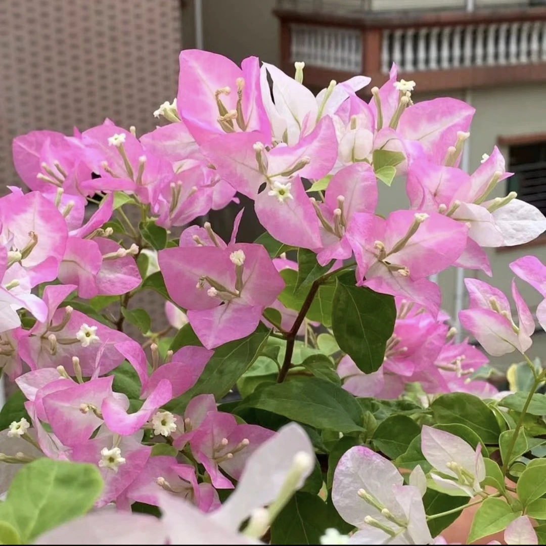 《5个品种金夫人大宫粉另外3个不同花》色掉花掉叶不售后介意勿拍