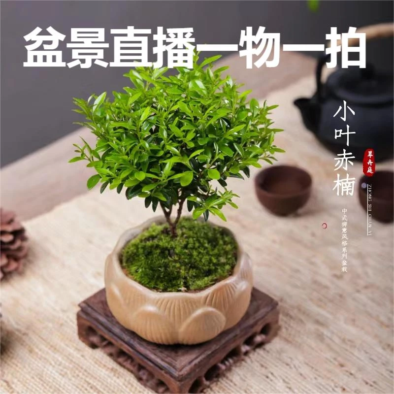 【直播间一物一拍链接】高端盆景罗汉松黄杨室内别墅庭院办公室乔迁