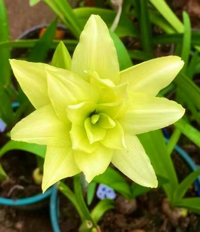 双月  日朱    小苗（花后切球苗）1厘米+