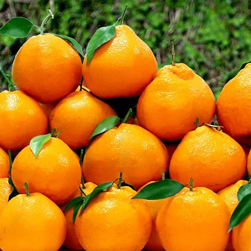 精品一级耙耙柑（仅限大同平城区云冈区可拍）