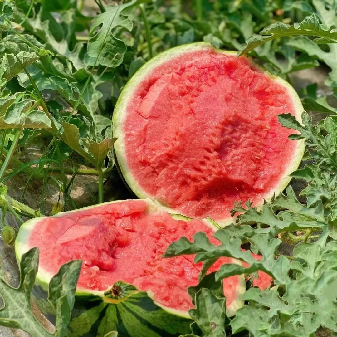 运城甜蜜蜜西瓜脆甜爽口一颗13-14斤(仅限大同平城区云冈区可拍)