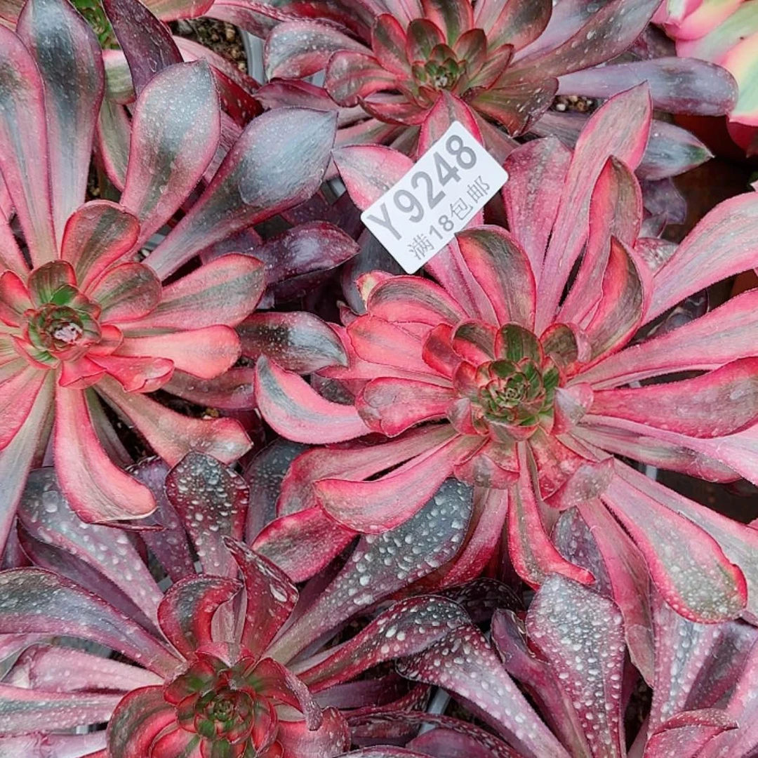 【闪购商品】Y9248火凤