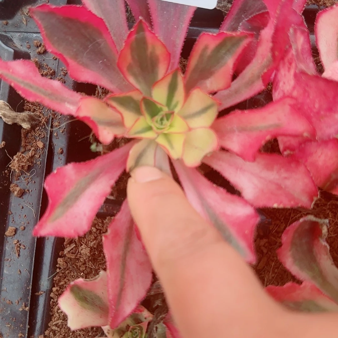 【闪购商品】Y8743