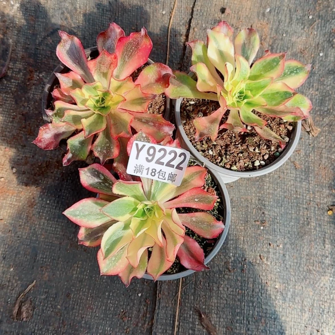 【闪购商品】Y9222魅影