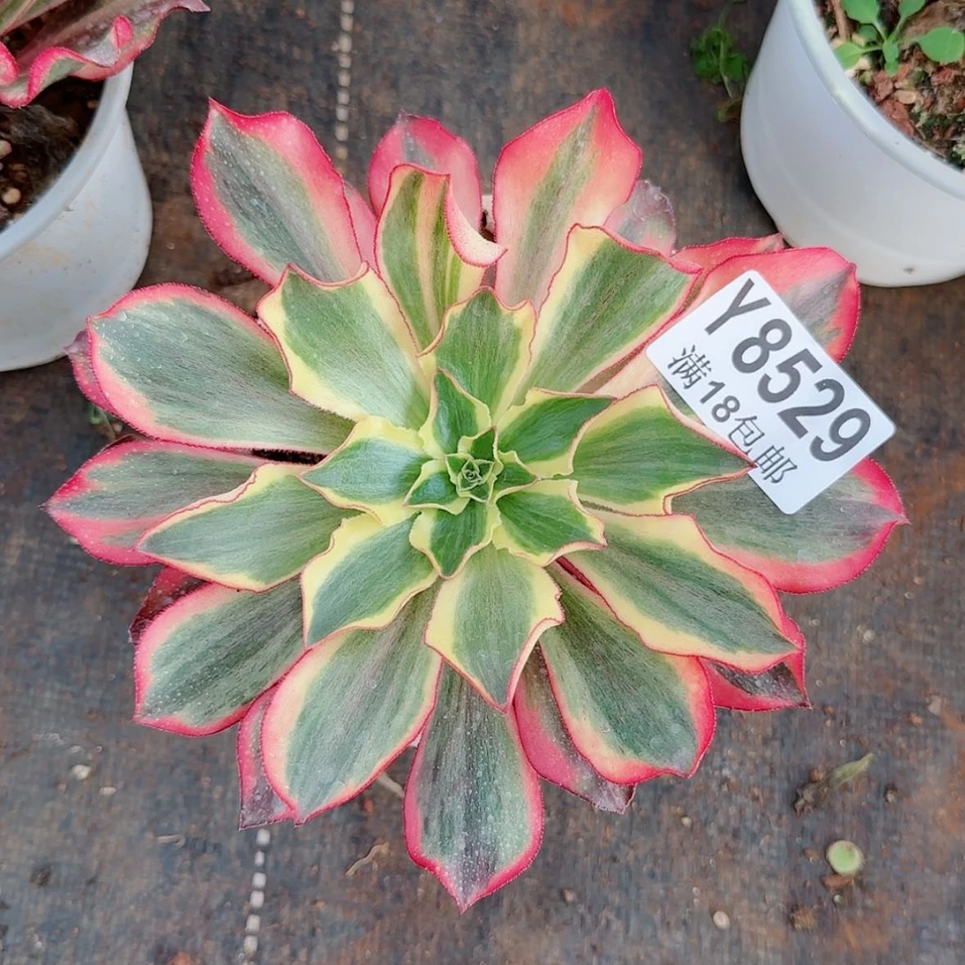 【闪购商品】Y8529