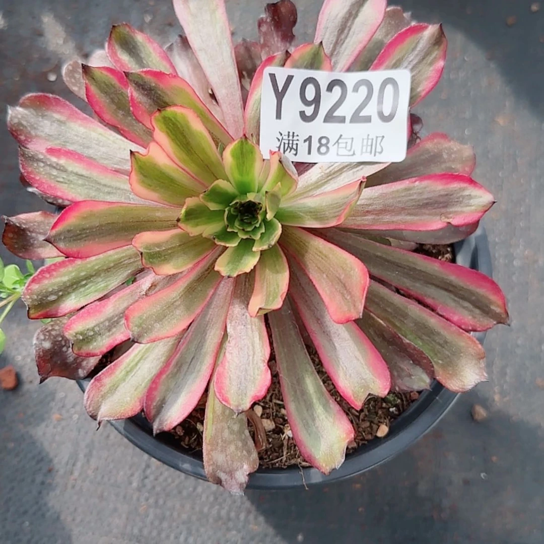【闪购商品】Y9220