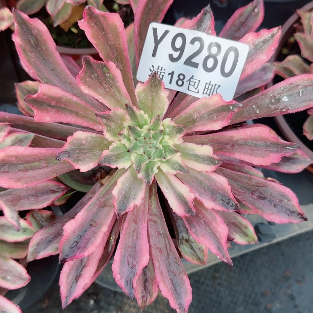 【闪购商品】Y9280皱叶仙默