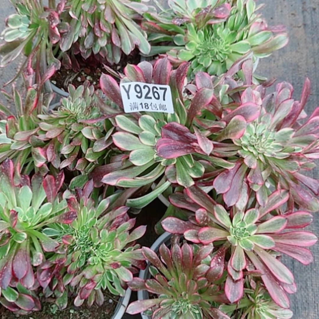 【闪购商品】Y9267