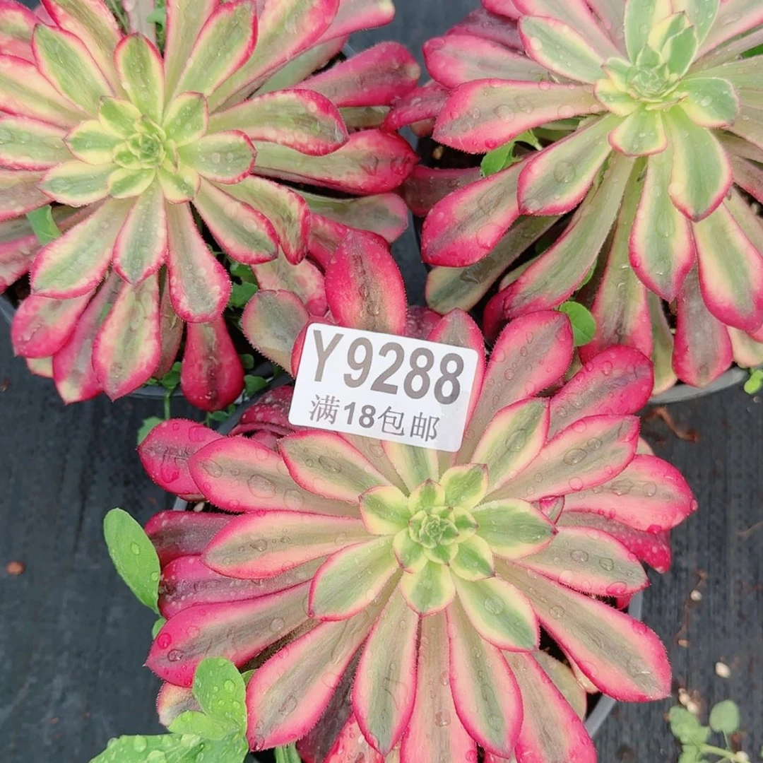 【闪购商品】Y9288后羿