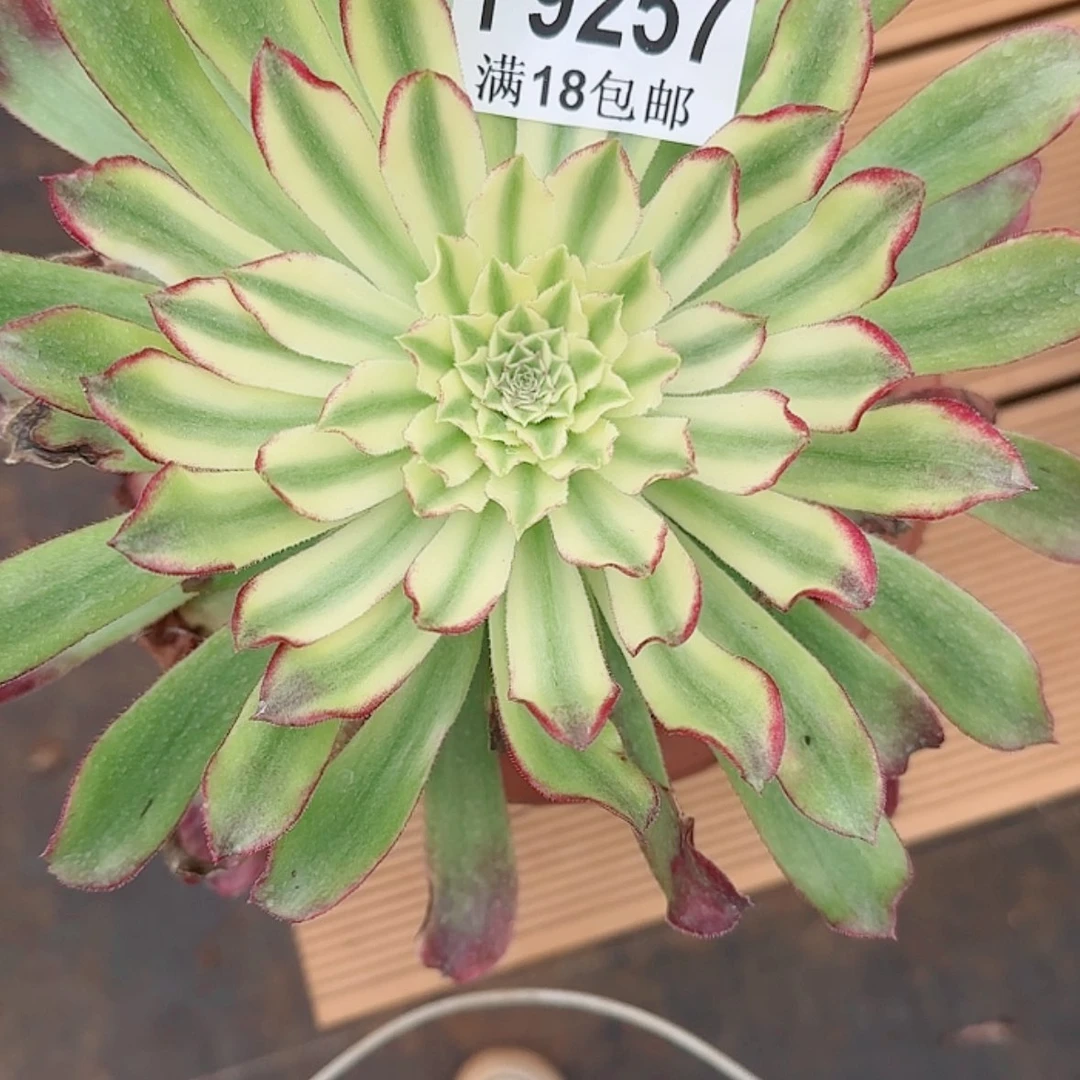 【闪购商品】刘*Y9257