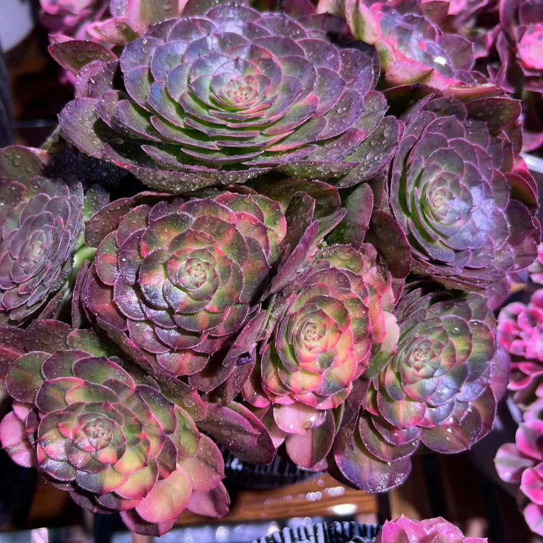 默哥精品法师多肉链接