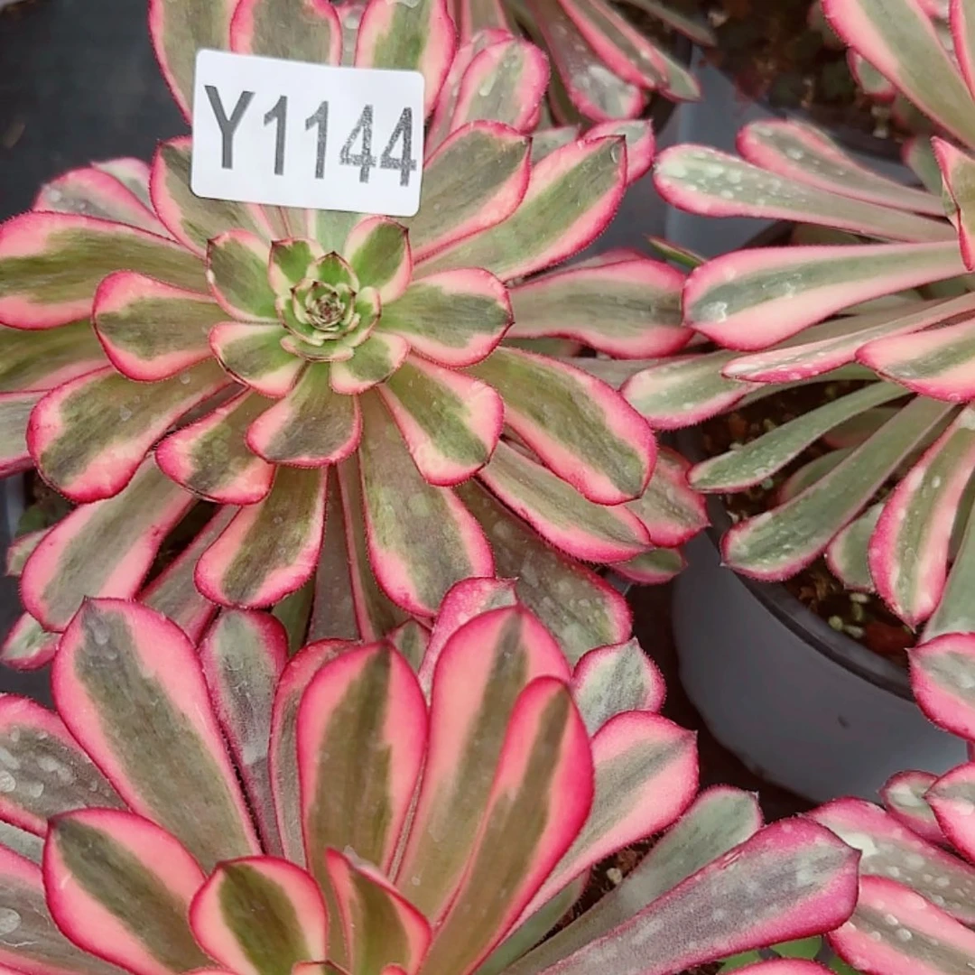 【闪购商品】Y1144白月光