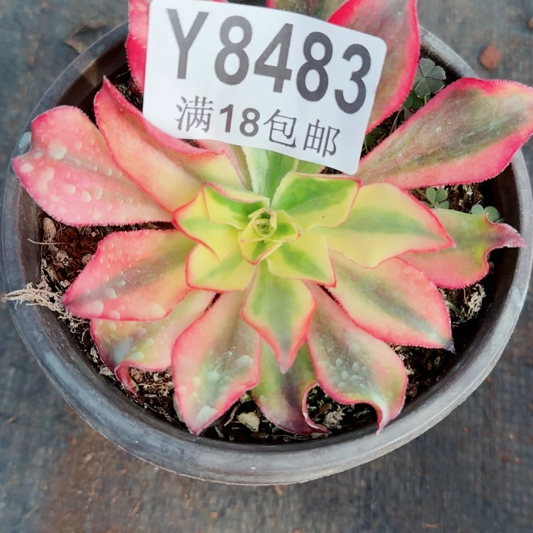 【闪购商品】Y8483