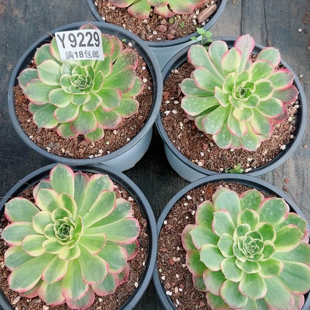 【闪购商品】Y9229海王