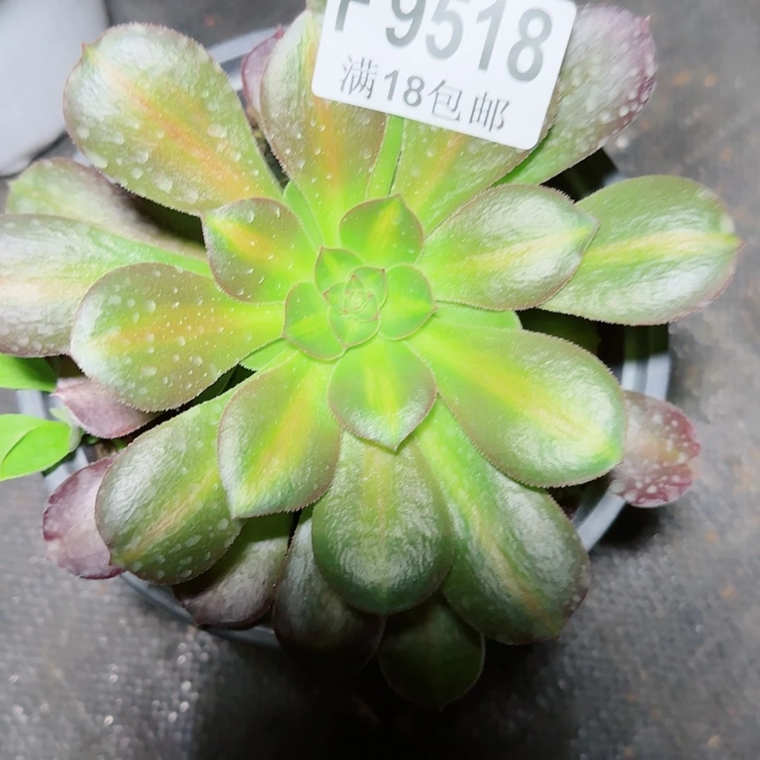 【闪购商品】F9518