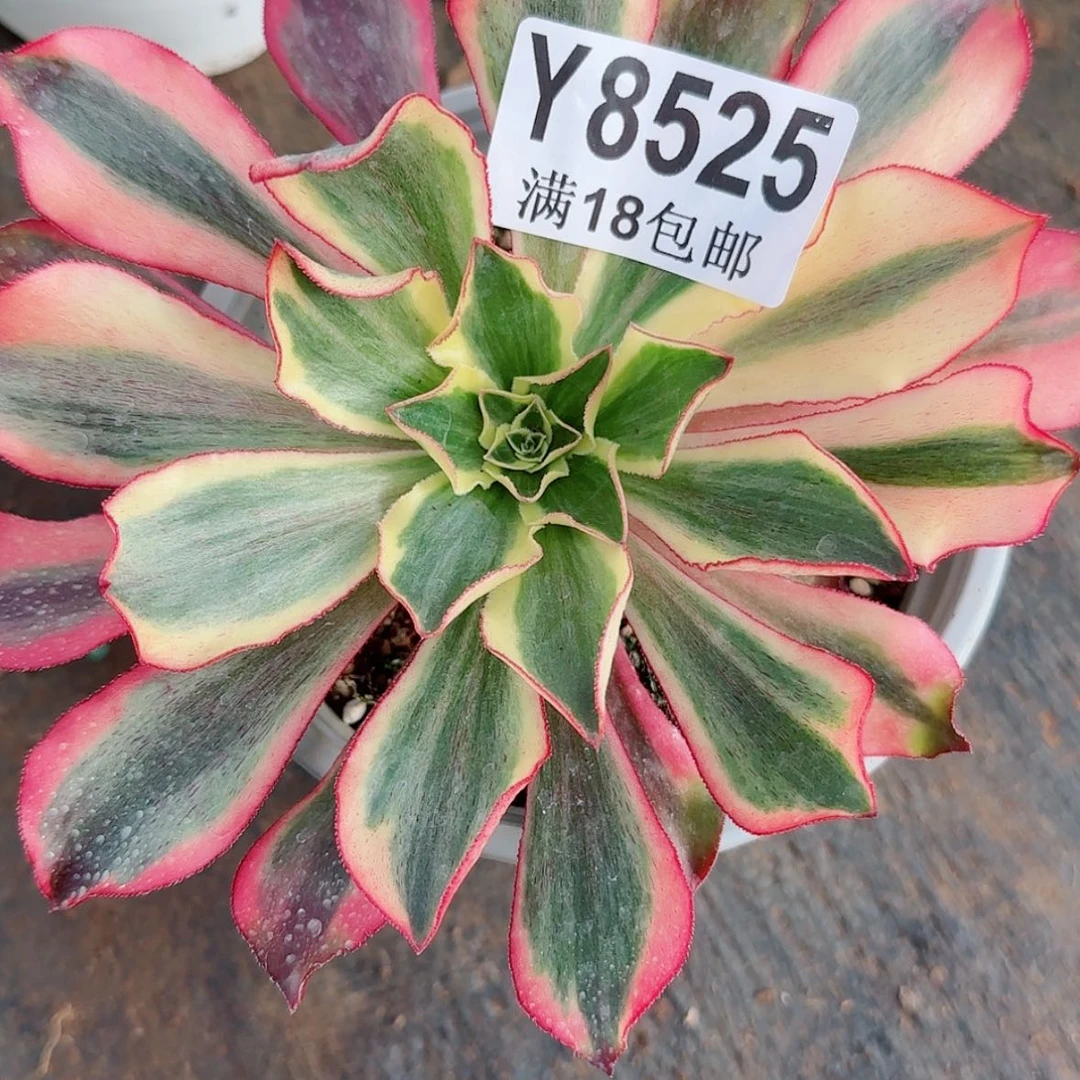 【闪购商品】Y8525