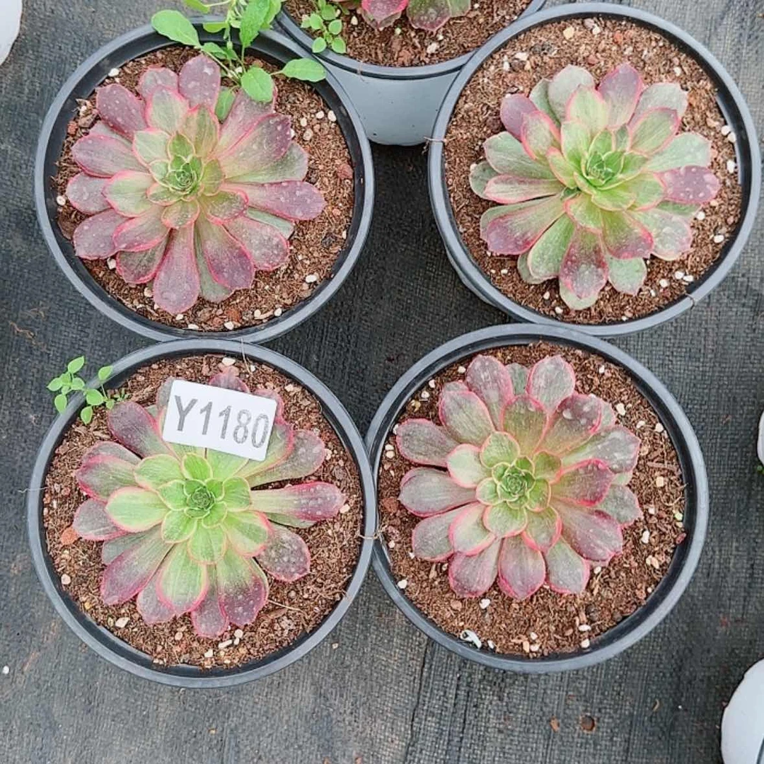 【闪购商品】Y1180