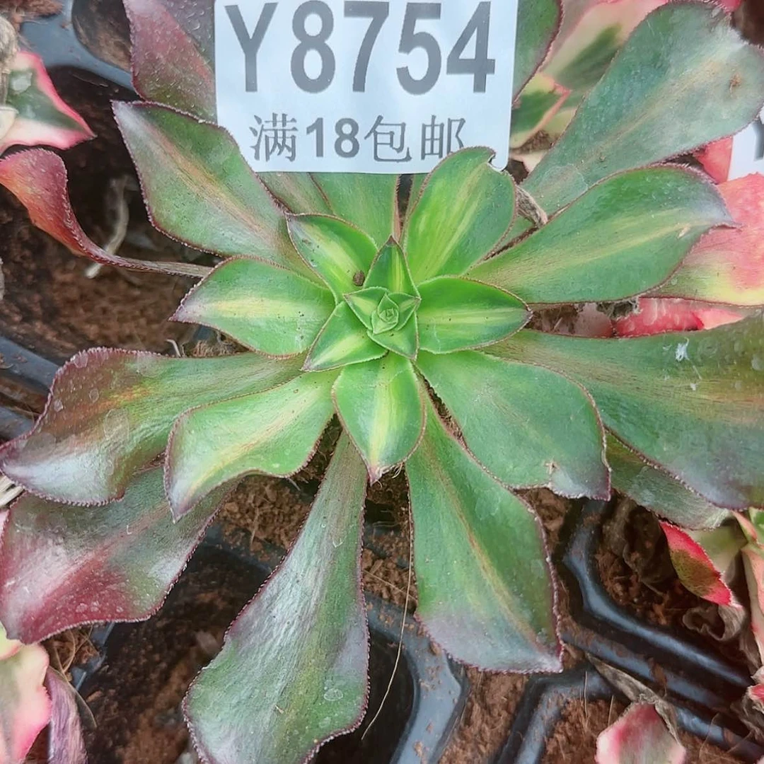 【闪购商品】Y8754