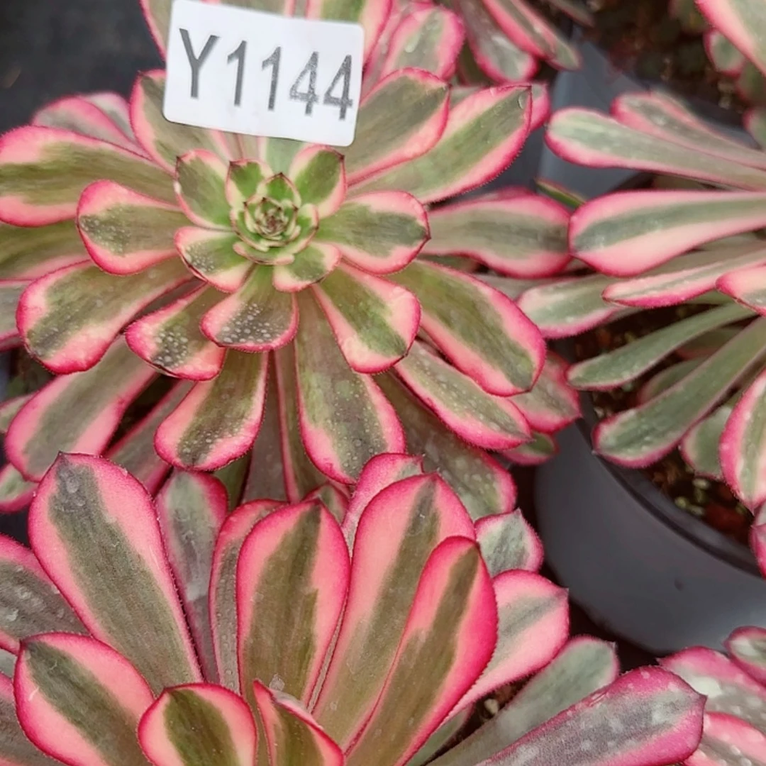 【闪购商品】Y1144白月光