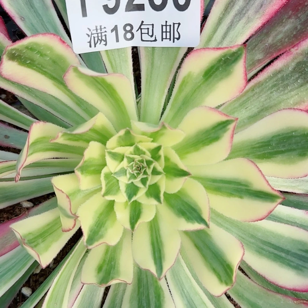 【闪购商品】Y9230天合