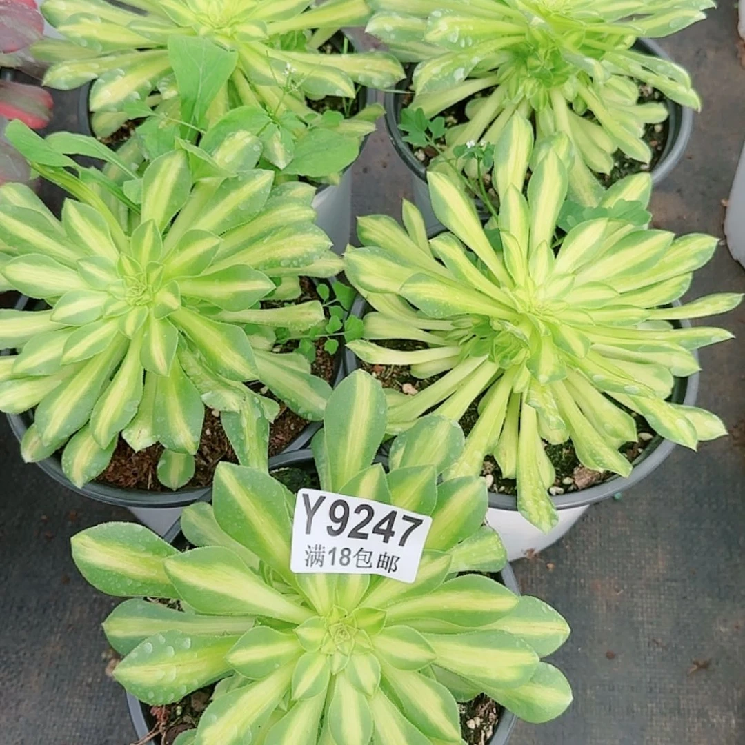 【闪购商品】Y9247颜如玉