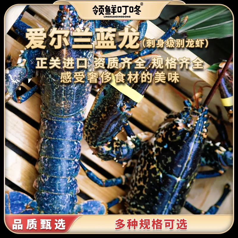 领鲜叮咚珍品稀缺 爱尔兰蓝龙 两百万只龙虾产出一只 龙年吃龙虾