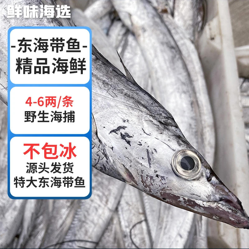 东海小眼油带鱼整条新鲜鱼带鱼特大野生带鱼带鱼批发整箱刀鱼