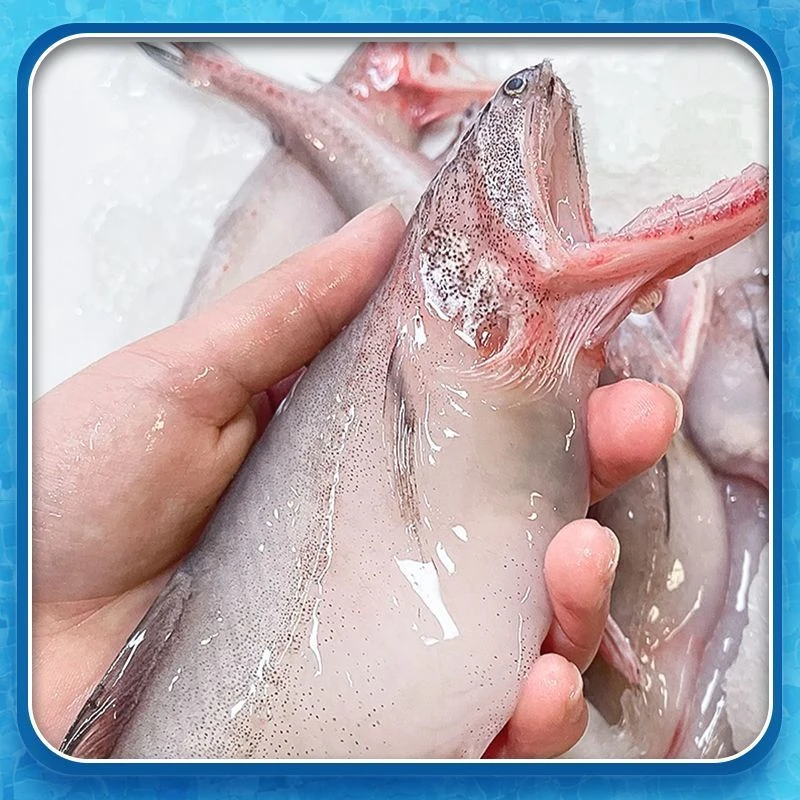 3斤装舟山特产龙头鱼新鲜豆腐鱼海鲜鲜活冷冻水产九肚鱼生鲜水潺