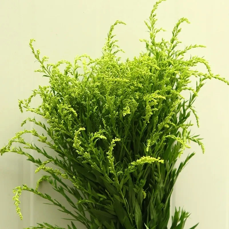 黄莺草配花新鲜云南直发批发配花需要产品配花配草