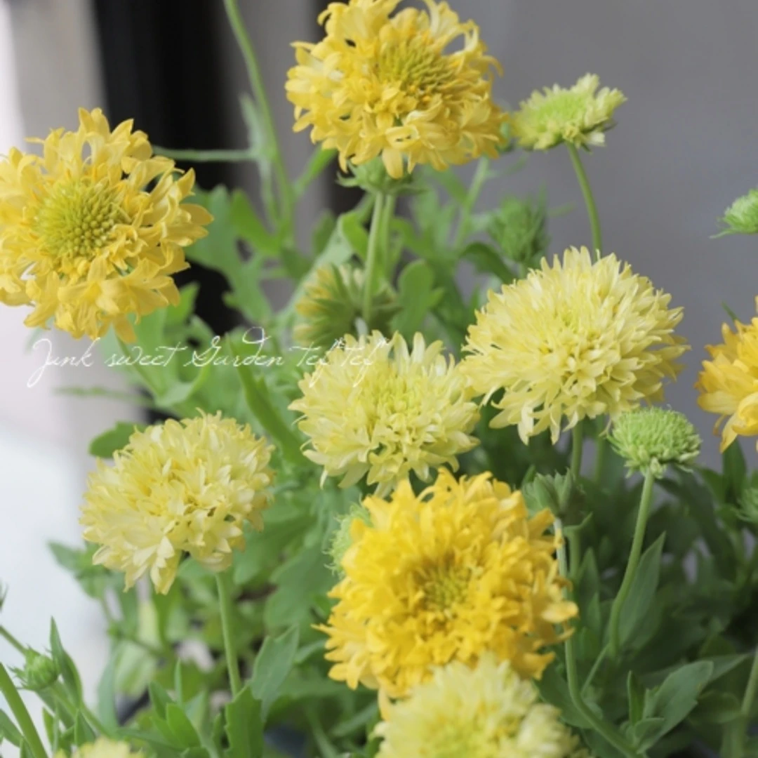 小园丁的夏日时光 重瓣矢车天人菊 红色 黄色 耐热花期长花园植物