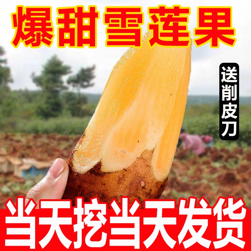 云南天山雪莲果新鲜现挖脆甜多汁当季时令雪莲果10斤一箱黄心正宗