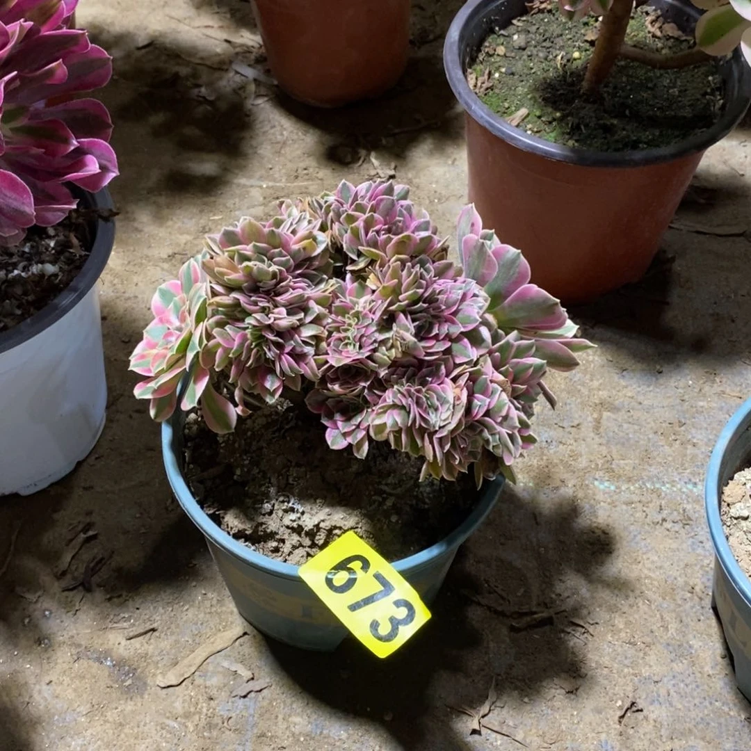 莫***?粉女巫缀多肉法师673