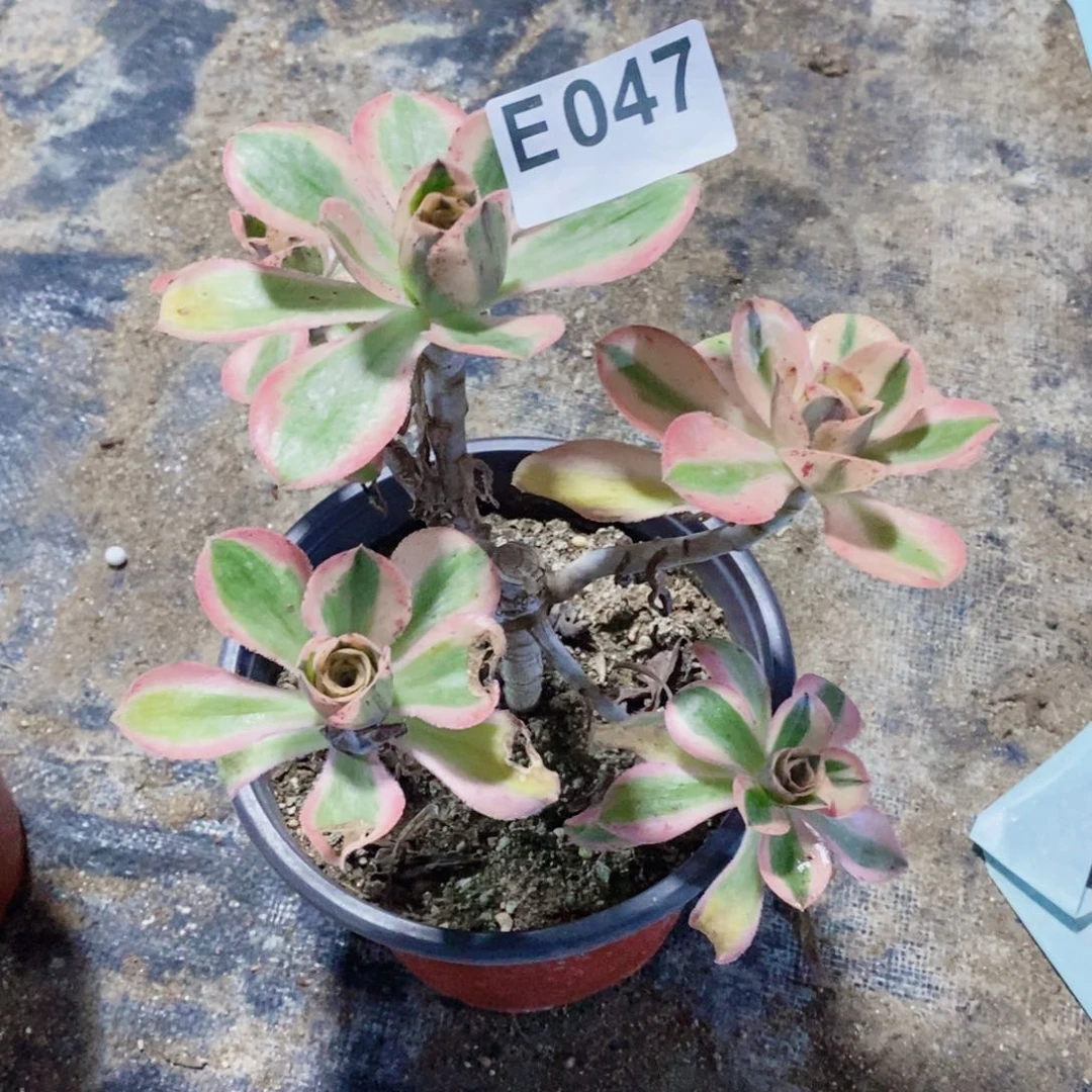 燕姿锦多肉法师047