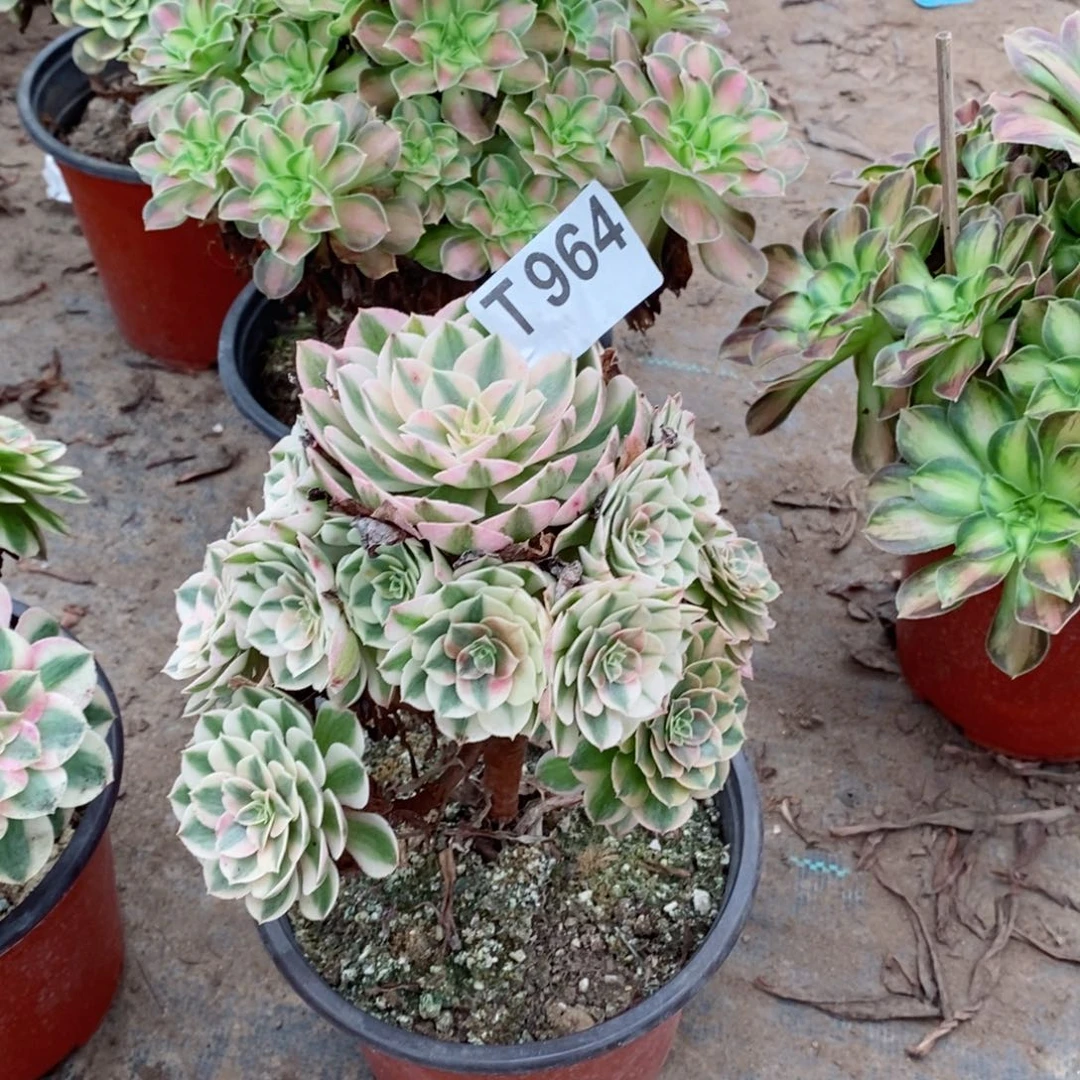 青城多肉法师964