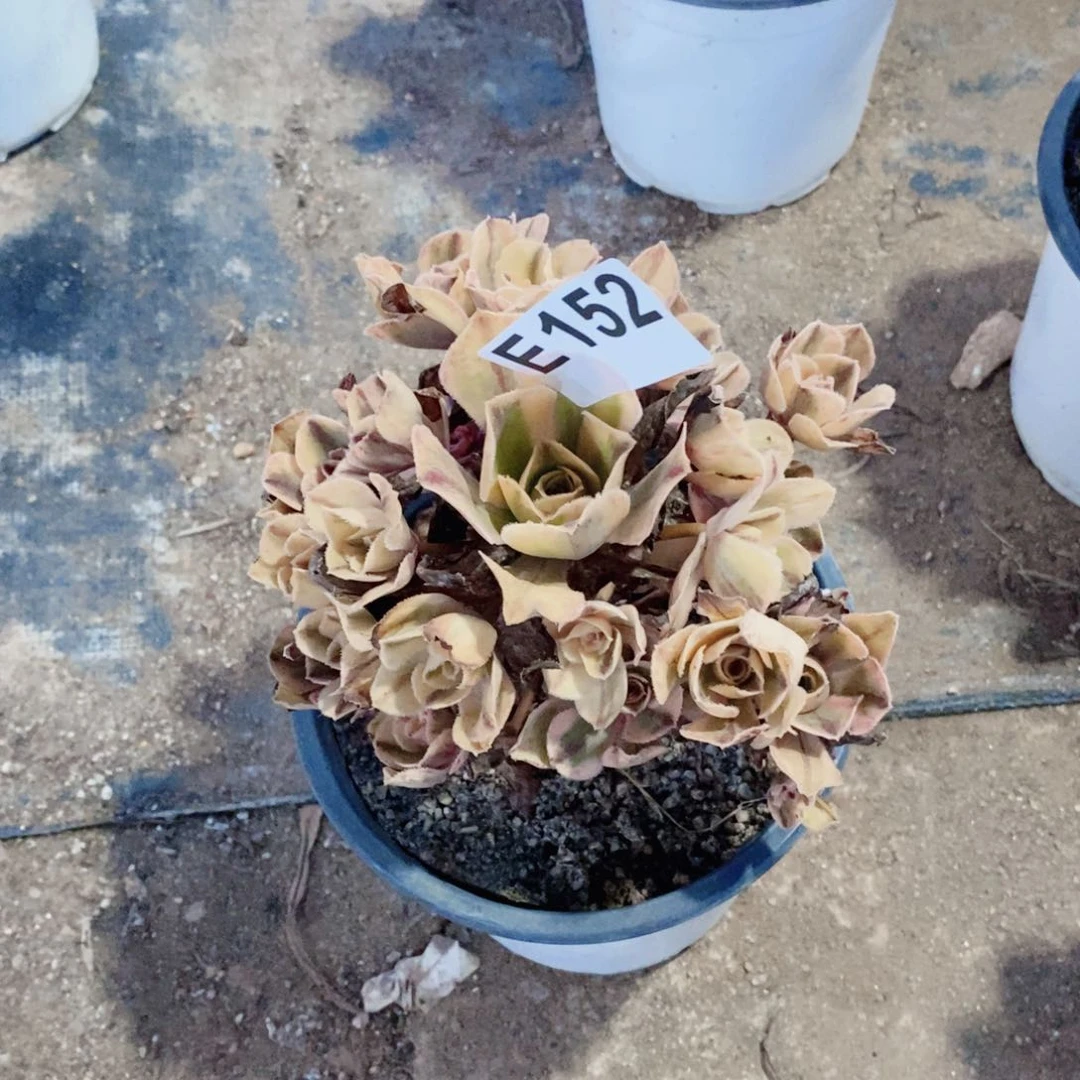 青花瓷多肉法师152