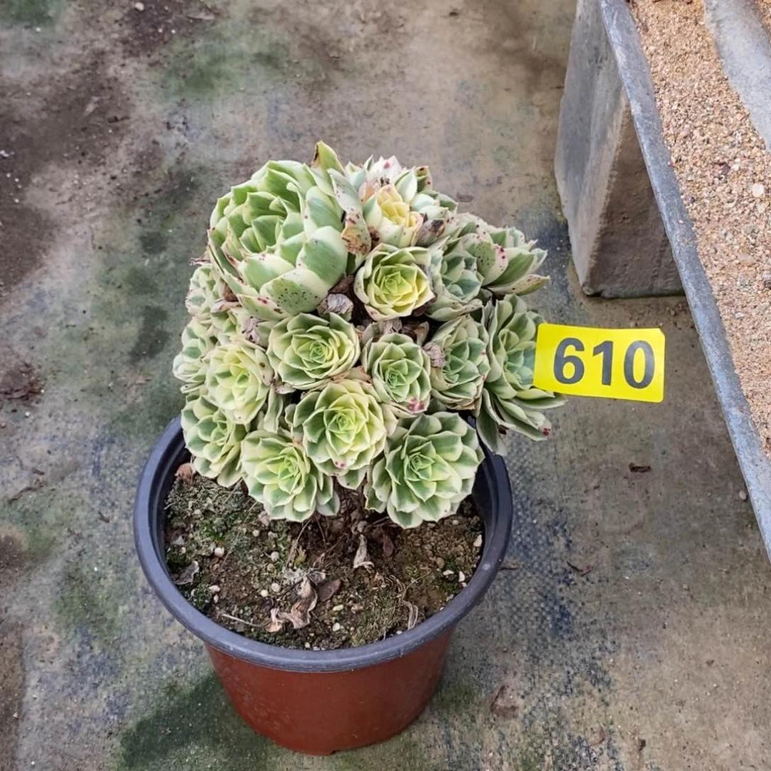 迈巴赫多肉法师610