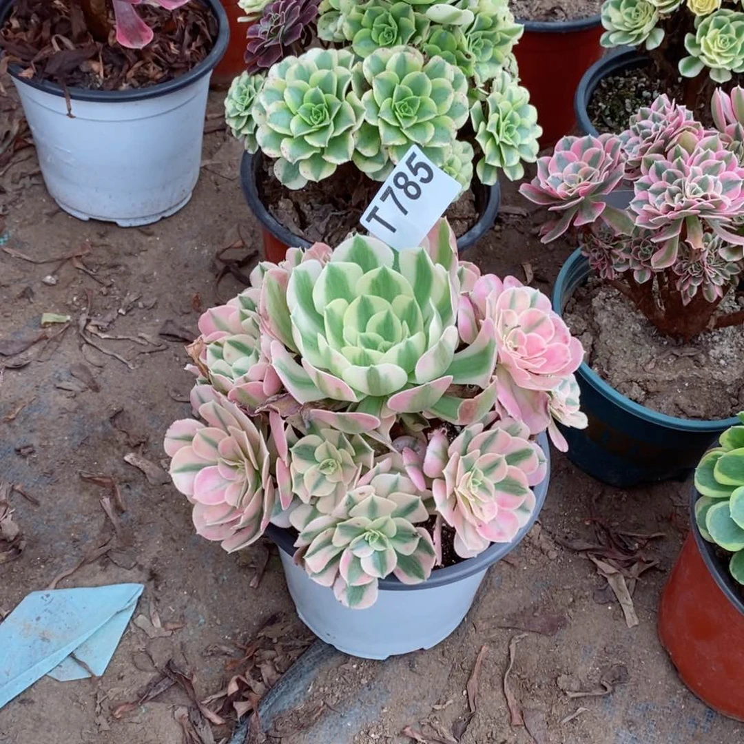 粉女巫多肉法师785