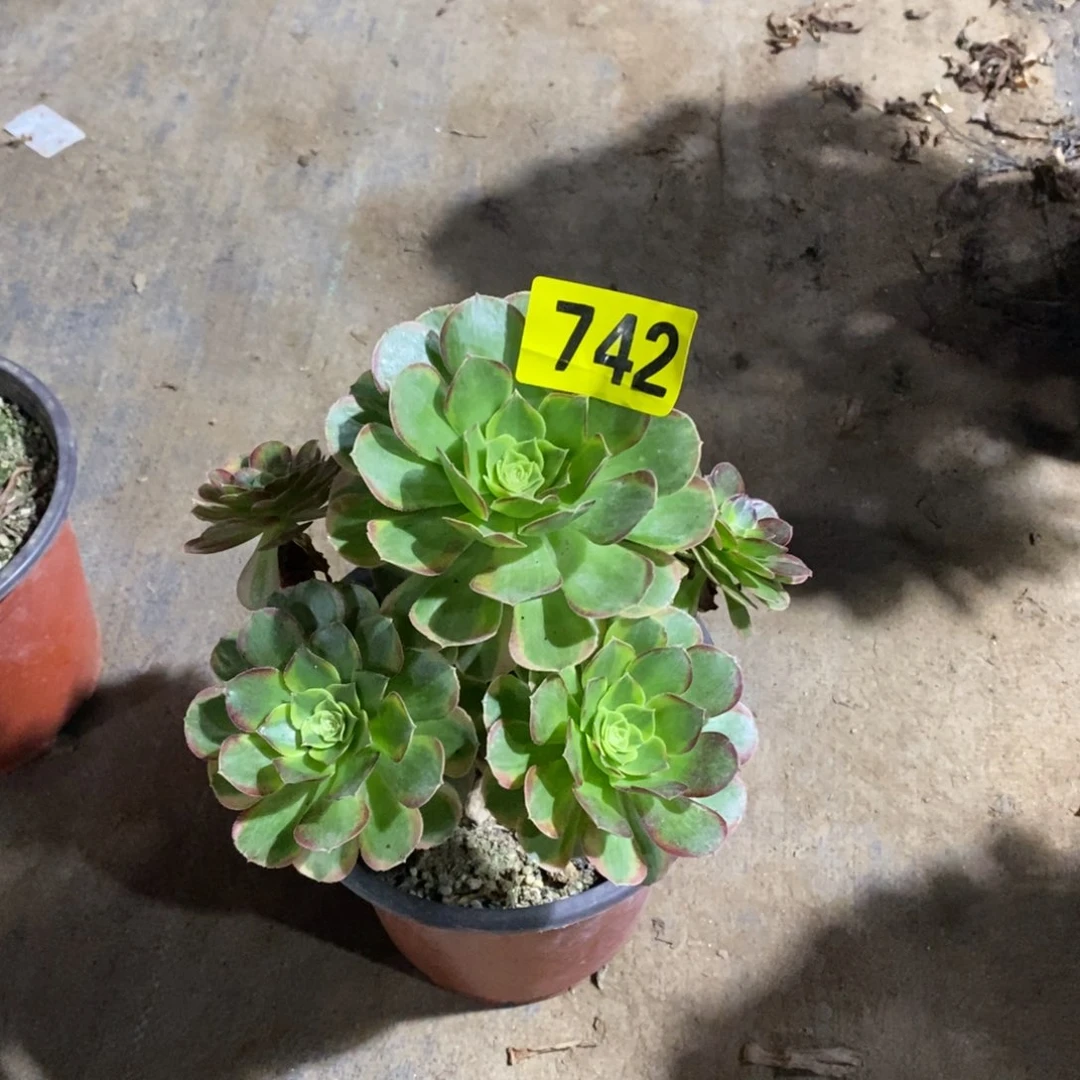 奶白多肉法师742