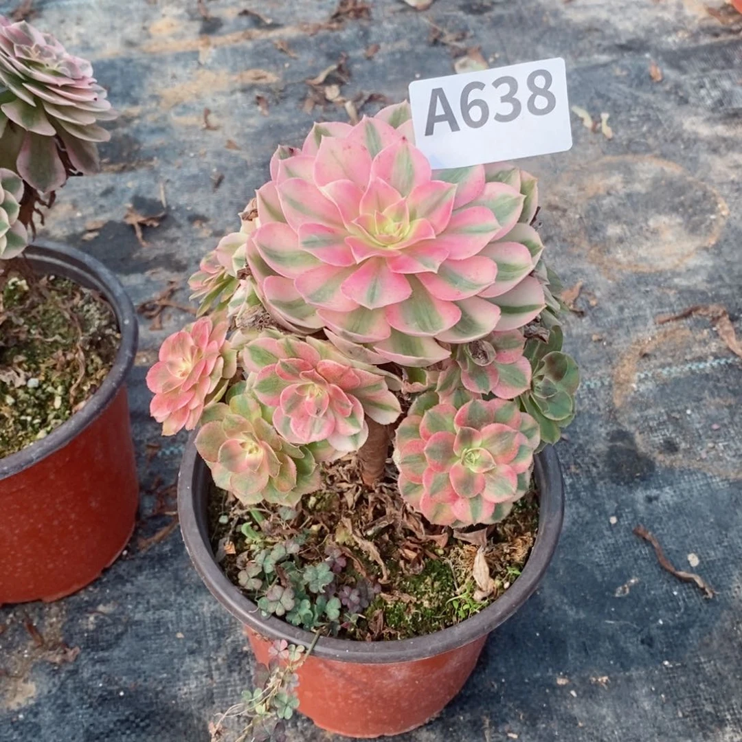 荔枝多肉法师638
