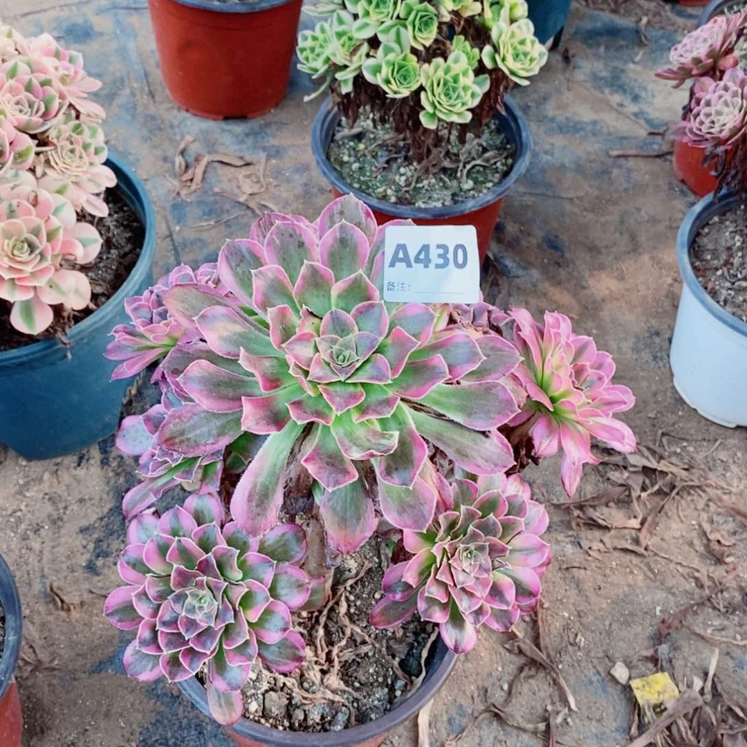 天河多肉法师430