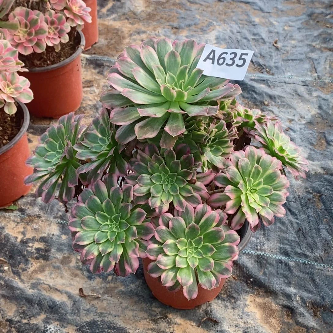 天河多肉法师635